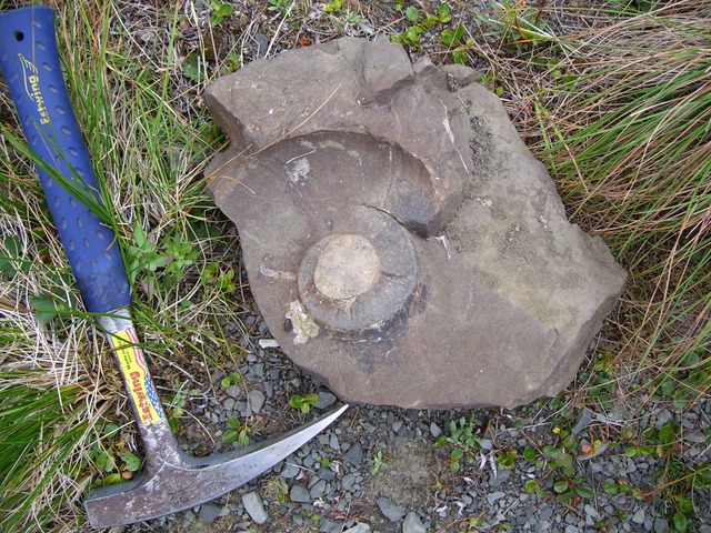 Fossilien im Stein