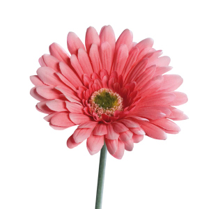 Gerbera - 56 cm - pink