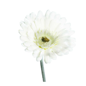 Gerbera - 56 cm - creme