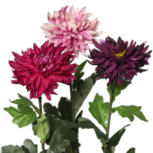 Kunstblume - Chrysantheme - ca. 72 cm - 1 Stück