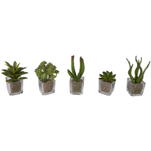 Sukkulente - 12 cm - 1 Stück