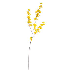 Forsynthie - ca. 83 cm