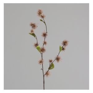 Hamamelis - ca. 60 cm - braun