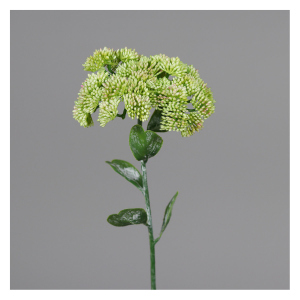 Mauerpfeffer - ca. 46 cm - grün