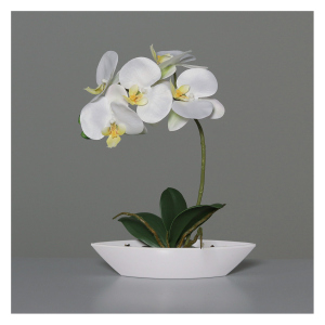 Orchidee in Schale - ca. 27 cm - weiß