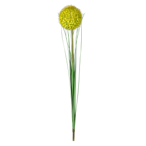 Allium - ca. 66 cm - grün