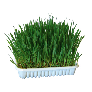 Nagerzubehör - Nagergras - ca. 100 g