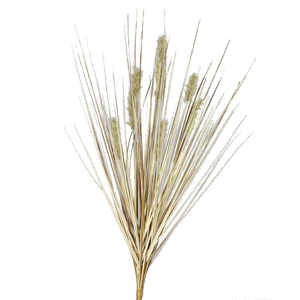 Gras Fruchtstand - ca. 50 cm - Trocken-Optik