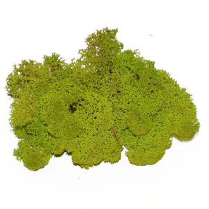 Deko-Moos - ca. 50 g - grün