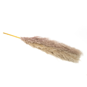 Pampasgras - ca. 145 cm