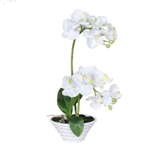 Orchidee - creme - ca. 35 cm 