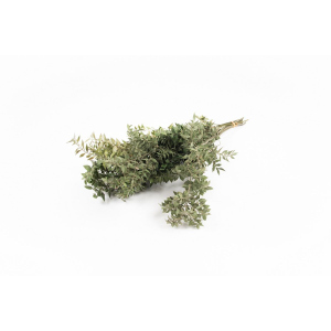 Ruscus - dunkelgrün - ca. 70 cm