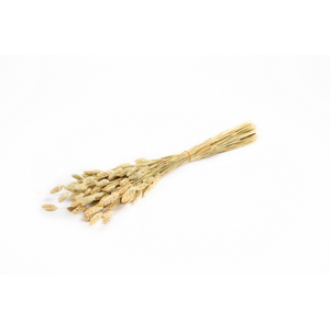 Trockenblume - Phalaris naturel - ca. 50 g