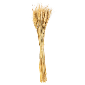Naturbouquet Weizengras - ca. 60 cm