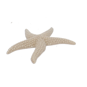 Seestern braun - ca. 16 x 14 x 2 cm