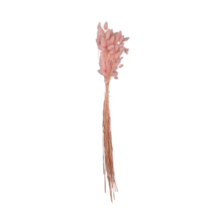 Trockenblume - Hasenschwänzchen Lagurus - ca. 60 cm - rosa 