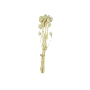 Erdbeerdistel - Trockenblume - ca. 25 cm - beige 