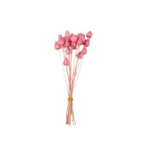 Erdbeerdistel - Trockenblume - ca. 25 cm - pink 