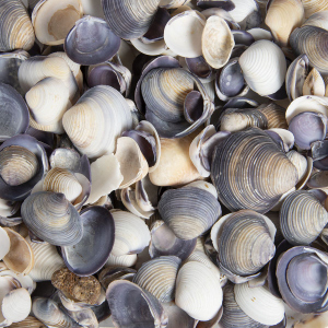 Dekomuscheln - CayCay - violett - ca. 370 ml