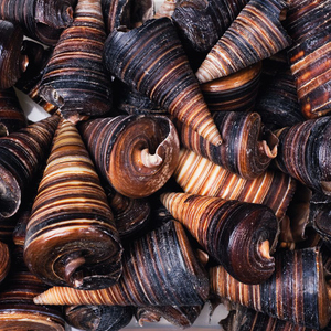 Dekomuscheln - Telescopium - braun - ca. 370 ml