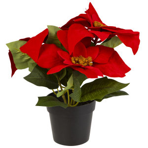 Weihnachtsstern im Topf rot - ca. 24 cm