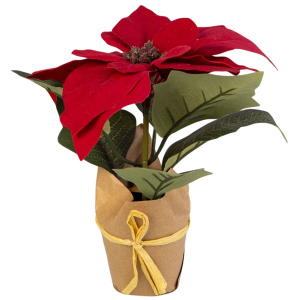 Weihnachtsstern im Topf dunkel rot/weiß - ca. 18 cm - 1 Stück