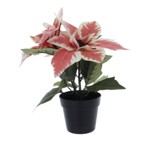 Weihnachtsstern im Topf weiß/pink - ca. 24 cm 