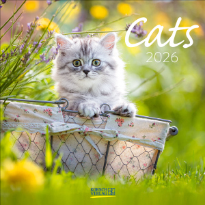 Wandkalender - Cats - Katzen - 2026