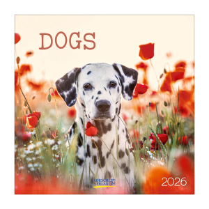 Wandkalender - Dogs - Hunde - 2026