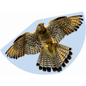 Drachen - Falke - ca. 92 cm