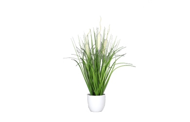 Isolepsis Gras - ca. 70 cm - Trocken-Optik