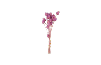 Erdbeerdistel - Trockenblume - ca. 25 cm - lila