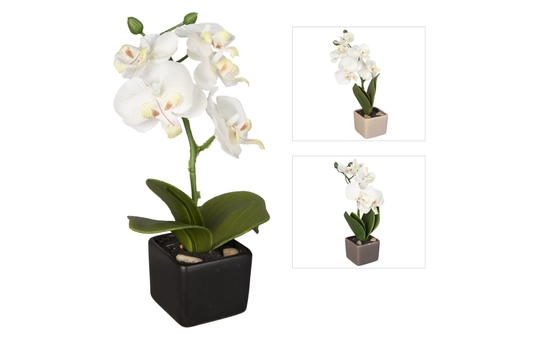 Orchidee - ca. 18 cm - 1 Stück 