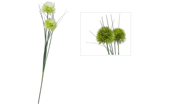 Allium - ca. 48 cm - 1 Stück 