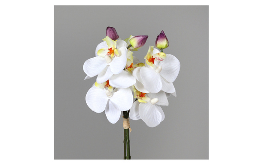 Orchidee - ca. 26 cm - creme 